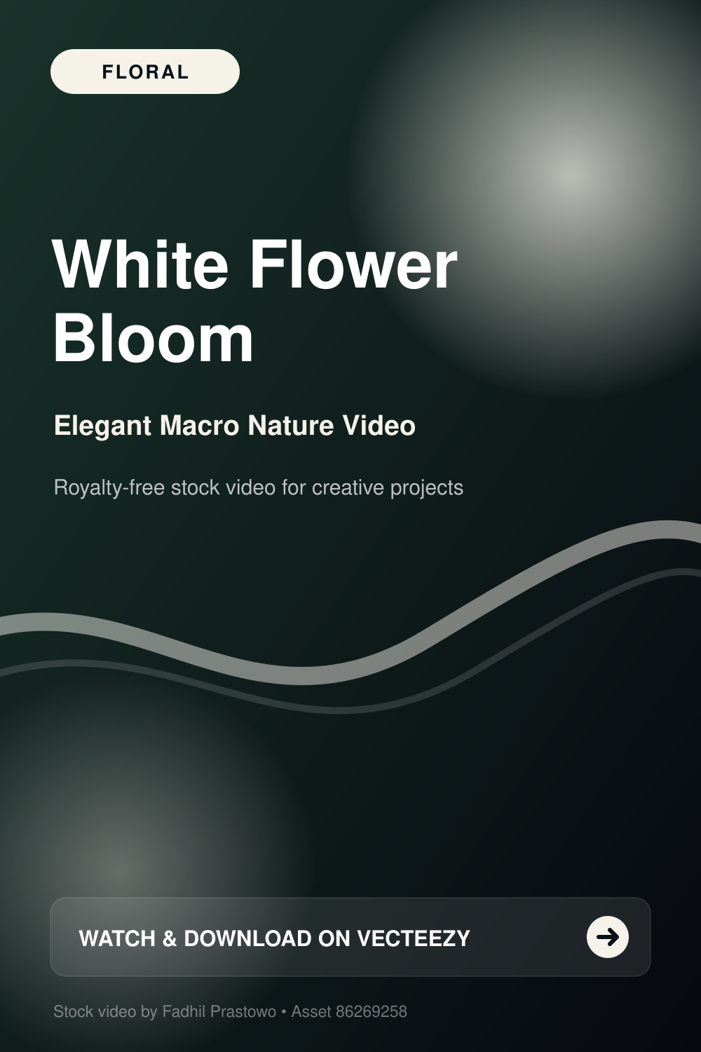 White flower petals slowly blooming in macro close-up